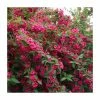 0.6-1.6ft Weigela 'Bristol Ruby' | Bare Root 1 0.6-1.6ft Weigela 'Bristol Ruby' | Bare Root -Bare Root Sales Shop TR1318 main image d7fa
