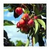 Malus 'Snowcloud' | Double Flowering Crab Apple Tree | Bare Root | 110-140cm -Bare Root Sales Shop TR1326 main image 9eac
