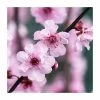Prunus × blireana | Flowering Plum Tree | Bare Root | 110-140cm -Bare Root Sales Shop TR1329 main image 85e3