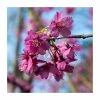 Prunus 'Collingwood Ingram' | Cherry Blossom Tree | Bare Root | 110-140cm -Bare Root Sales Shop TR1330 main image 14e0