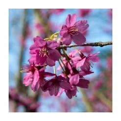 Prunus 'Collingwood Ingram' | Cherry Blossom Tree | Bare Root | 110-140cm