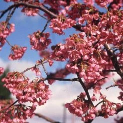 Prunus 'Kursar' | Cherry Blossom Tree -Bare Root Sales Shop TR1331 add image 3 c552