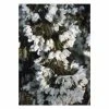 Prunus 'Snow Showers' | Cherry Blossom Tree -Bare Root Sales Shop TR1335 main image 6bd1