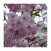 Prunus 'Spire' | Upright Cherry Blossom Tree | Bare Root | 110-140cm -Bare Root Sales Shop TR1336 main image 1ba4