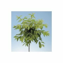 Prunus yedoensis 'Shidare Yoshino' | Cherry Blossom Tree -Bare Root Sales Shop TR1339 add image 2 9fbe