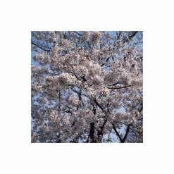 Prunus yedoensis 'Shidare Yoshino' | Cherry Blossom Tree -Bare Root Sales Shop TR1339 add image 3 19fa