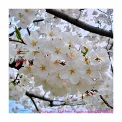 Prunus yedoensis 'Shidare Yoshino' | Cherry Blossom Tree -Bare Root Sales Shop TR1339 add image 5 68c0