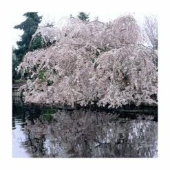 Prunus yedoensis 'Shidare Yoshino' | Cherry Blossom Tree