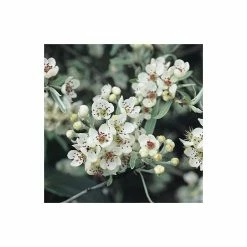 Pyrus salicifolia 'Pendula' Tree | Weeping Silver Pear Tree | Bare Root | 110-140cm -Bare Root Sales Shop TR1341 add image 4 6de1