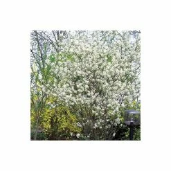 Amelanchier canadensis | Serviceberry Tree | Bare Root | 110-140cm -Bare Root Sales Shop TR1344 add image 2 9567