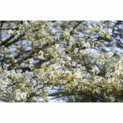 Amelanchier canadensis | Serviceberry Tree | Bare Root | 110-140cm -Bare Root Sales Shop TR1344 add image 6 f6bf