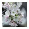 Prunus x yedoensis | Yoshino Cherry Blossom Tree | Bare Root -Bare Root Sales Shop TR9939 main image 2fdb