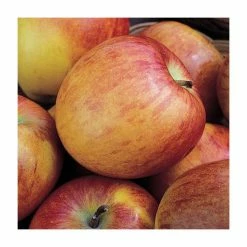 Full Season Apple Tree Collection 9 Full Season Apple Tree Collection -Bare Root Sales Shop TRCOL01 add image 3 8658