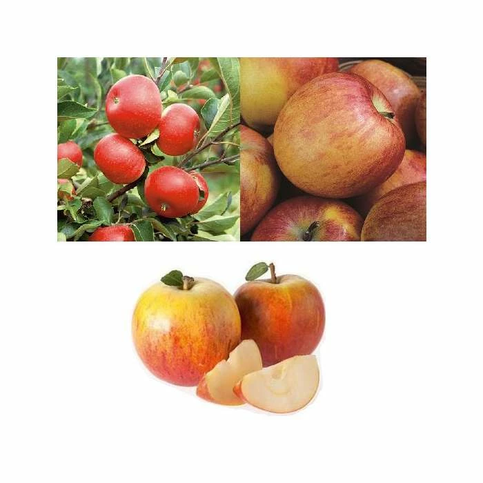 Full Season Apple Tree Collection 3 Full Season Apple Tree Collection