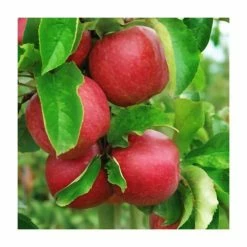 Multi Purpose Apple Tree Collection -Bare Root Sales Shop TRCOL02 add image 3 bdd3