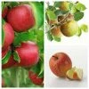 Multi Purpose Apple Tree Collection -Bare Root Sales Shop TRCOL02 main image e843
