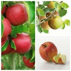 Multi Purpose Apple Tree Collection