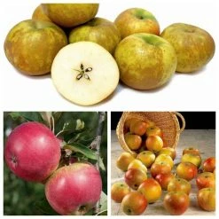 Historic Apple Tree Collection