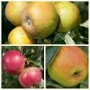 RHS Award Winning Apple Tree Collection