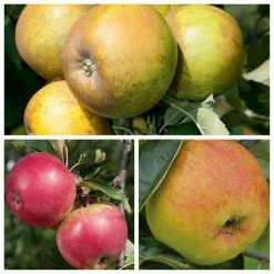 RHS Award Winning Apple Tree Collection