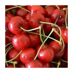 Sweet & Sour Cherry Tree Collection | 5ft Sunburst, Stella & Morello Cherry Trees | Colt Semi Vigorous Rootstock -Bare Root Sales Shop TRCOL08 add image 2 182f