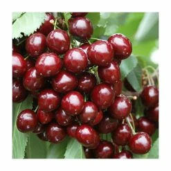 Sweet & Sour Cherry Tree Collection | 5ft Sunburst, Stella & Morello Cherry Trees | Colt Semi Vigorous Rootstock -Bare Root Sales Shop TRCOL08 add image 3 06cf