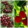 Sweet & Sour Cherry Tree Collection | 5ft Sunburst, Stella & Morello Cherry Trees | Colt Semi Vigorous Rootstock 1 Sweet & Sour Cherry Tree Collection | 5ft Sunburst, Stella & Morello Cherry Trees | Colt Semi Vigorous Rootstock -Bare Root Sales Shop TRCOL08 main image 68b2