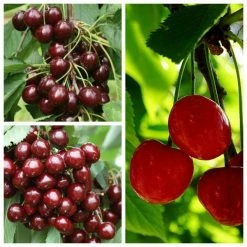 Bare Root Sales Shop 40 Sweet & Sour Cherry Tree Collection | 5ft Sunburst, Stella & Morello Cherry Trees | Colt Semi Vigorous Rootstock