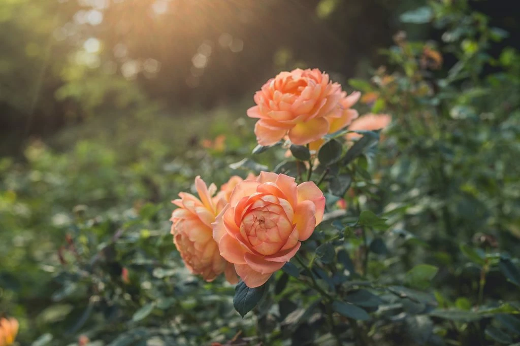 Bare Root Sales Shop 1 Bare Root Sales Shop -Bare Root Sales Shop bare root rose 1024x682 1