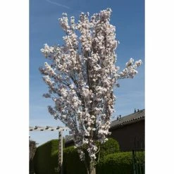 Prunus 'Amanogawa' | Cherry Blossom Tree 17 Prunus 'Amanogawa' | Cherry Blossom Tree -Bare Root Sales Shop gaar00399 f689