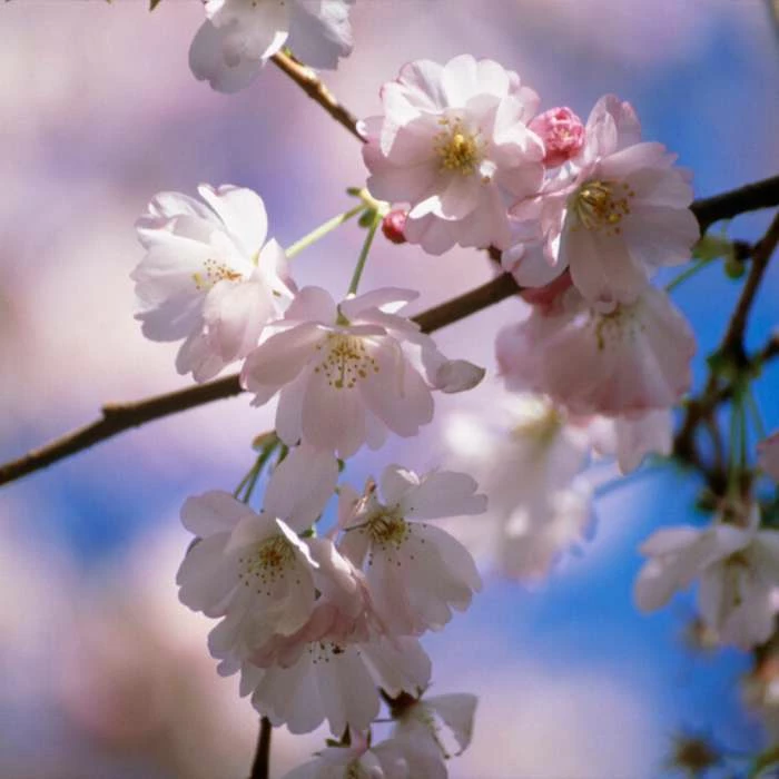 Prunus 'Amanogawa' | Cherry Blossom Tree 10 Prunus 'Amanogawa' | Cherry Blossom Tree - Image 8