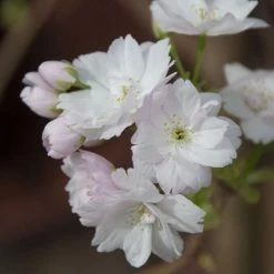 Prunus 'Amanogawa' | Cherry Blossom Tree 19 Prunus 'Amanogawa' | Cherry Blossom Tree -Bare Root Sales Shop vawi01282 1373